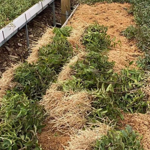 2019年香菜價格_行情走勢圖,多少錢一斤