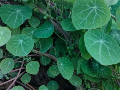 外國晚櫻與云南昆明櫻花樹有什么不同?價錢怎么樣?圖3