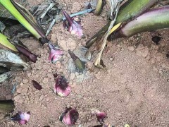 韶關(guān)芭蕉芋淀粉的價(jià)格 芭蕉芋在四川的價(jià)格 芭蕉芋粉價(jià)格走勢(shì)圖2