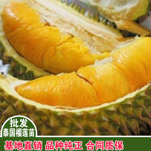 榴蓮價格多少錢一斤