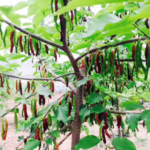 哪里有賣(mài)孜然 孜然一斤多少錢(qián)