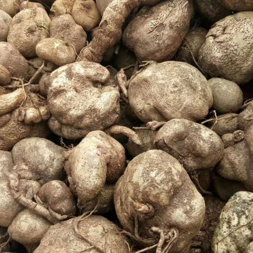 龍眼種植產(chǎn)量技術(shù)?龍眼價(jià)格多少錢(qián)一斤？