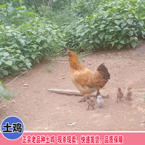目前云南火雞養殖前景如何？火雞飼養管理技術有哪些
