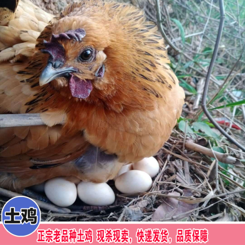 供應(yīng)黃花風(fēng)鈴,串錢柳等綠化樹苗產(chǎn)地直銷價格