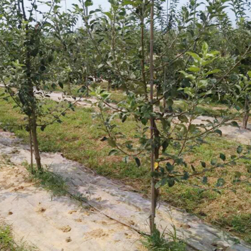 目前土蜂蜜多少錢一斤？蜜蜂養殖技術有哪些？成本在多少左右