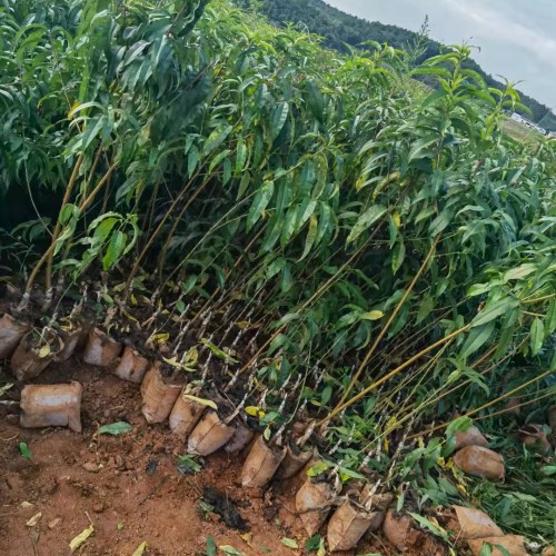 粉紅黑老虎苗四川報價中心_種植批發(fā)銷售