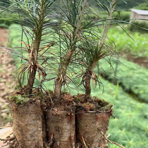 隱孔菌，產地云南