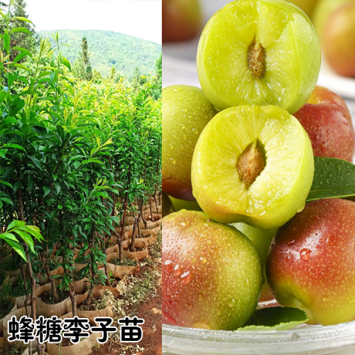 優質西紅柿