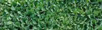 娃娃菜種苗|云南|玉溪市|通?？h|0.1元/株