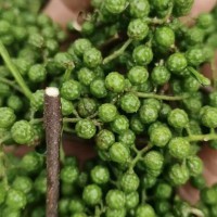收購青花椒，保山(昌寧，施甸，蒲縹)范圍內聯系