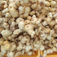 求購(gòu)蒼術(shù)或黃精種子，要品種好發(fā)芽率高