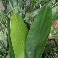大量求購粽葉