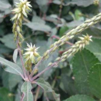 ?求購?fù)读吓Ｏィ里L(fēng)，條貨牛膝