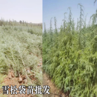 紅河個舊1米5福建雪松苗價錢 瀾滄雪松苗地址 高2米雪松優質苗