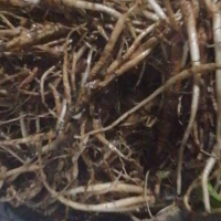 求購(gòu)仙茅根，無(wú)泥沙雜質(zhì)，只要地下根，鮮貨