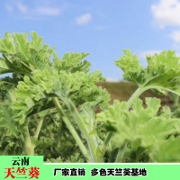 求購天竺葵胸徑11公分，2米至2米5分枝，4米5截，冠2米