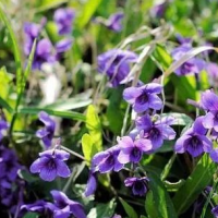 求購紫花地丁，公英根各3噸