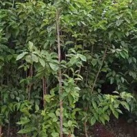各種型號規格的櫻花苗供應商家