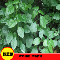 求購各種品質(zhì)板藍(lán)根