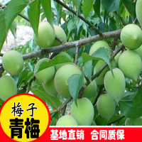 求購青梅苗，地徑0.8，數量20萬棵
