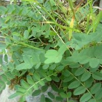 求購(gòu)黃芪04-06指甲片，數(shù)量10噸