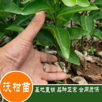 求購(gòu)沃柑枝條150斤
