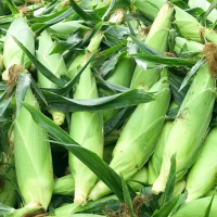 求購青貯玉米，數量5000噸