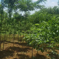 求購(gòu)短梗刺五加200萬(wàn)棵高度40公分起，黃柏苗50萬(wàn)棵高度40公分起