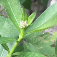 求購16袋水花生苗，數(shù)量50000顆