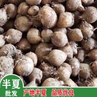 大量求購半夏，要求膠質紅皮白心