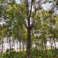 求購(gòu)以下種子:花棒、沙打旺、巨柏、絹毛薔薇、醉魚(yú)草