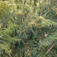 求購(gòu)油橄欖杯苗，要求頭徑1.5公分起，高度1米起