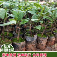 求購(gòu)黑刺榴蓮苗