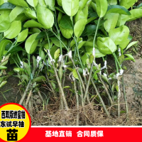 求購(gòu)酸土柚苗，要求0.7以上