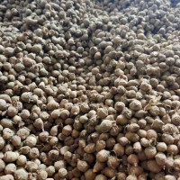 天南星，半夏能組織貨的聯(lián)系一下！八月十五過(guò)了大量求購(gòu)！