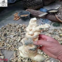 我處大量收購鮮貨竹節參