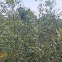 求購1米高的榛子苗，10萬棵，要求品質優良