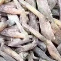 大量求購(gòu)雙參（子母參）干貨，鮮貨