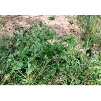 大量求購(gòu)鬼針草鮮貨干貨