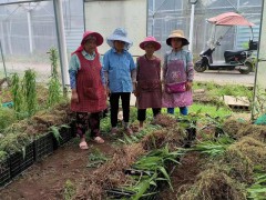 紫花白芨苗四川成都市成華區0.55元/株圖4