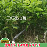 求購(gòu)紅心蜜柚苗