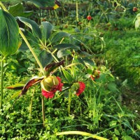 ?求購(gòu)20噸滇重樓鮮貨，要求不水洗，除土及可