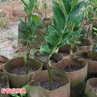 求購檸檬樹頭，不分品種，帶土球