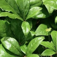求購(gòu)五加皮500kg，要求切0.6段，符合藥典檢測(cè)