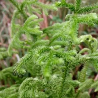 求購伸筋草? 、火把花根、 寄生草