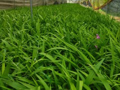 紫花白芨苗四川成都市雙流區0.7元/株圖3