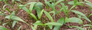 白芨苗多少錢一顆批發(fā) ？