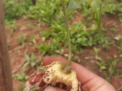 黃精苗的價格  黃精苗價格 雞頭苗黃精      黃精苗雞頭圖4