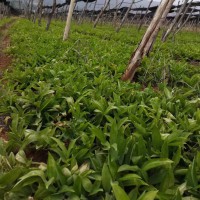 白芨苗 白芨苗價格 白芨苗批發 白芨苗圖片 白芨苗多少錢一斤？