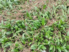 白芨苗多少錢一株批  發 種植白芨苗賺錢嗎   白芨苗多少錢一顆批發圖3